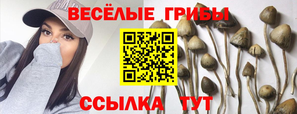 Галлюциногенные грибы мицелий  Вход с VPN  Мурино 